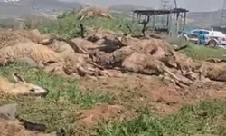 Malatya’da katliam gibi kaza! 80 tanesi telef oldu