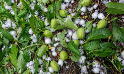 Malatya’da kayısıyı dolu vurdu: Çiftçi için kritik çağrı geldi!