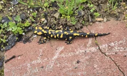 Malatya’da nesli tehdit altındaki Anadolu semenderi görüntülendi