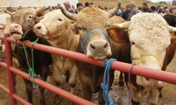 Malatyalı besicilere kurban uyarısı: Pasaportunuzda silinti varsa yandınız!