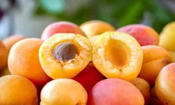 Malatya’nın altın ürünü kayısı için kritik uyarı: Artık hata kaldırmıyor