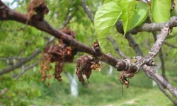 Malatya’nın “altın yumurtlayan” ağaçları alarm veriyor!