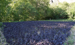 15 yıllık emek sisteme mi takıldı? Mor reyhan çalışmaları neden tıkandı?