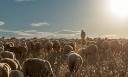 Ne çadır ne baraka! Malatya’da “lüks çobanlık” dönemi