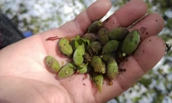 Yıldız: Tüm imkanlar seferber edilmelidir