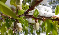 Yine 11 Nisan yine kar! Malatya’da felaket tekerrür mü ediyor?
