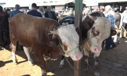 1 tonluk dev kurbanlığın fiyatını duyanlar kulaklarına inanamadı