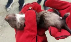 Doğanşehir'de öksüz kalan yavru sansara devlet şefkati