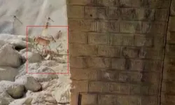 Malatya'da görsel şölen: Avlanması yasak olan dağ keçileri kameralara yakalandı