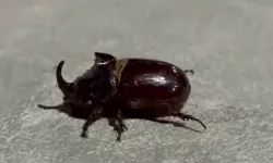 Dünyanın en güçlüsü Akçadağ’da ortaya çıktı!