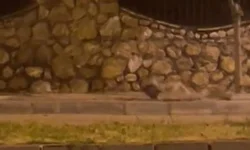 Elazığ’da bu kadar da olmaz dedirten anlar yaşandı! Yakaladığı tavuğu sürükleyerek götürdü