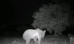 Hekimhan’da gece yarısı baskını! Kovanları dağıtan davetsiz misafir kamerada