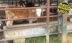 Kurbanlık alacaklar dikkat! Hayvanda hormon olduğu nasıl anlaşılır?
