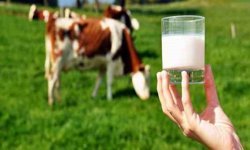 Malatya mutfağını kakından ilgilendiriyor: Et ve süt üretiminde korkutan tablo!