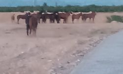 Malatya’da atlar firar etti