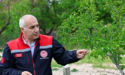 Malatya'da dolu yağışı sonrası kritik hamle: Kayısı bahçelerinde hasar tespit çalışması başladı