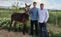 Malatya’da firari katır, korucunun dikkati sayesinde bulundu!