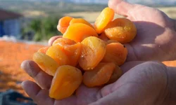 Malatya’da tehlikeli denge: üretim zirvede, pazar daralıyor