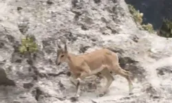 Malatya’nın dağlarında yer çekimine meydan okuyorlar