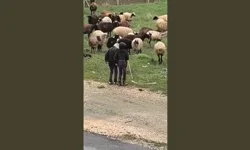 Milyonlar bu görüntüleri konuşuyor! Küçük çobanların türkü ve halay şovu sosyal medyayı salladı