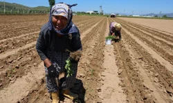 Tarım işçileri 1 Mayıs’ı tarlada geçirdi