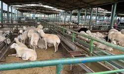 Malatya'da kurban keserken buna dikkat edin! Binlerce lira cezası var