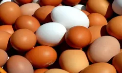 Yumurtanın bu faydasını hiç kimse bilmiyordu! Bilim dünyası şaşkın