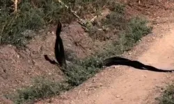 Akçadağ’da yol kenarında sıra dışı görüntü