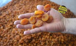 Bu sezon Malatya kayısısında dengeler tamamen değişecek! Fiyatlar ne kadar olacak?