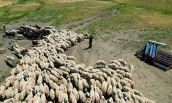 Çoban maaşı 150 bin TL’yi buldu! Malatya’da küçükbaş üreticileri yayla yolunda