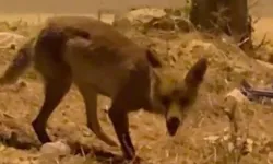 Malatya sokaklarında kürklü misafir