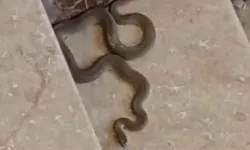 Malatya yılan kaynıyor! Bu defa da TOKİ binasından çıktı