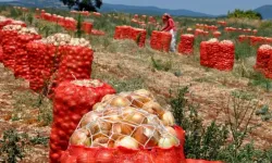 Kuru soğan üreticisinin yüzü yıllar sonra güldü! Tarlada fiyatlar sevindirdi