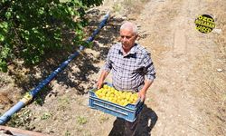 Malatya kayısı fiyatlarında tepki büyüyor! "Çiftçinin alın terini beleşe yem ettirmeyeceğiz!"