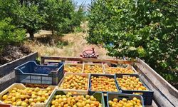 Malatya meyve halinde şok eden fiyat eşitliği! Malatya kayısısı nasıl olur da Iğdır kayısısı ile aynı fiyata satılır?
