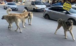Tecde Mahallesi’nin korkulu rüyası: Hava kararınca geliyorlar, bırakıp kaçıyorlar