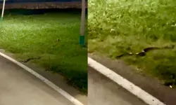 100. Yıl Kent Parkı’nda yılan görüldü