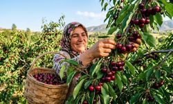 80 liradan 400 liraya çıkacak! Yeşilyurt kirazı için flaş depo hamlesi