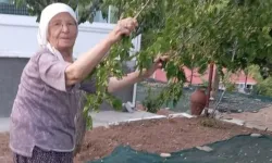 Arapgir’de dutlar heba olmasın diye 85 yaşındaki çiftten pekmez mesaisi