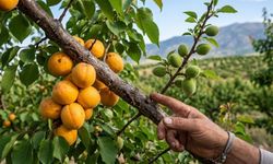Biri hasat ediliyor, diğeri henüz çağla! Akçadağ’da geliştirilen "kış aşısı" zirai dona çözüm olabilir mi?