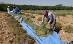 Kavurucu sıcakta mor mesai Malatyalı çiftin lavanta mücadelesi