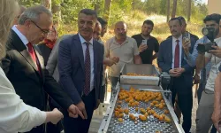 Malatya’da Kayısı Çekirdeği Çıkarma Makinesi geliştirildi! 16 kişinin işini yapıyor