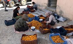 Malatya'da kayısı üreticisi tepkili: “Fiyat maliyetin altında, TMO neyi bekliyor?”