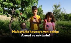 Malatya'da kayısıya yeni rakip: Armut ve nektarin!