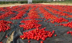 Malatya’dan dünya sofralarına kurutulmuş domates