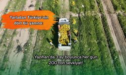 Tarladan Türkiye’nin dört bir yanına: Yazıhan’da 3 ay boyunca her gün 200 ton sevkiyat!