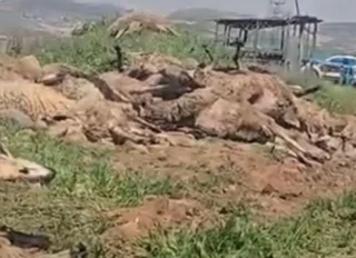 Malatya’da katliam gibi kaza! 80 tanesi telef oldu