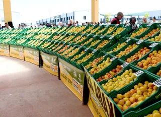 Malatya'da “En İyi Yaş Kayısı Yarışması” sonuçlandı! İşte kazananlar