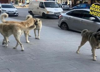 Tecde Mahallesi’nin korkulu rüyası: Hava kararınca geliyorlar, bırakıp kaçıyorlar