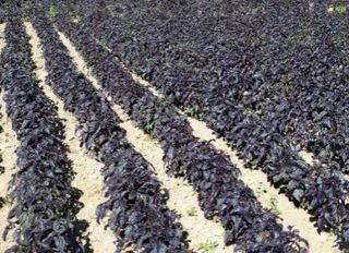 Arapgir’de mor reyhan mesaisi: Emeği de kokusu da özel